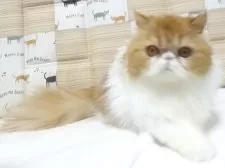 エキゾチックショートヘア【大阪府・女の子・2025年5月3日・レッド&ホワイト】の写真3