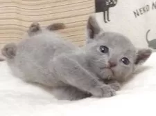 ロシアンブルー【大阪府・男の子・2025年4月20日・ブルー】の写真3