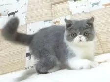 エキゾチックショートヘア【大阪府・男の子・2025年8月24日・ブルー&ホワイト】の写真3