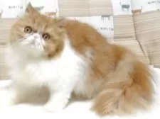 エキゾチックショートヘア【大阪府・女の子・2025年5月3日・レッド&ホワイト】の写真4