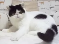 エキゾチックショートヘア【大阪府・男の子・2024年6月5日・ブラック&ホワイト】の写真4