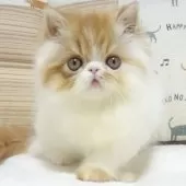 エキゾチックロングヘア【大阪府・女の子・2025年8月24日・レッド&ホワイト】の写真4