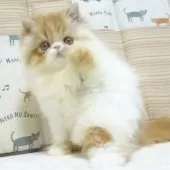 エキゾチックロングヘア【大阪府・女の子・2025年8月24日・レッド&ホワイト】の写真6