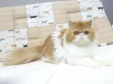 エキゾチックショートヘア【大阪府・女の子・2025年5月3日・レッド&ホワイト】の写真7