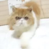 エキゾチックロングヘア【大阪府・女の子・2025年5月3日・レッド&ホワイト】の写真7