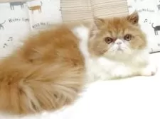 エキゾチックショートヘア【大阪府・女の子・2025年5月3日・レッド&ホワイト】の写真8