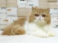 エキゾチックショートヘア【大阪府・女の子・2025年5月3日・レッド&ホワイト】の写真9