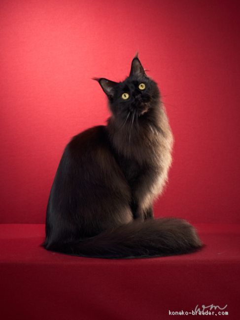 八木　智子(やぎ　ともこ)ブリーダー(東京都・メインクーン・CFA登録)の紹介写真2