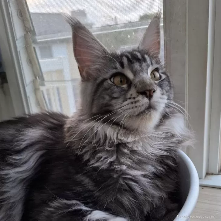 ID：2407-00215の子猫