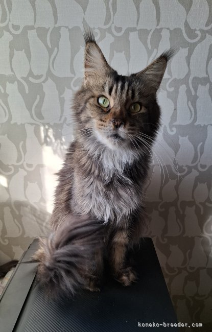 メインクーン【・女の子・2019年4月26日・ブラウンクラシックタビー】