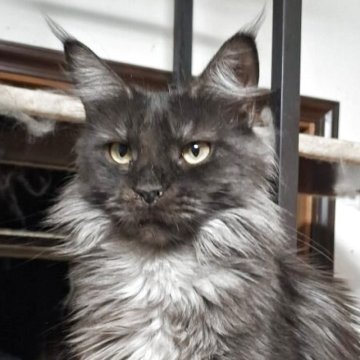 メインクーン【東京都・女の子・2024年8月4日・ブラックスモーク】の写真「魅力的なスモークカラーの女の子です」