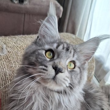 メインクーン【東京都・男の子・2024年6月26日・シルバータビー】の写真「クリクリお目目の可愛い男の子」