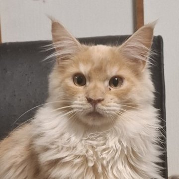 メインクーン【東京都・男の子・2024年8月4日・カメオスモーク】の写真「柔らかな毛色の男の子
去勢手術済となります」