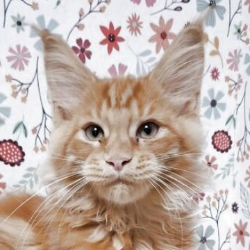 メインクーン【東京都・男の子・2025年7月15日・レッドタビー】の写真「大きくなりそうな元気な男の子です。」