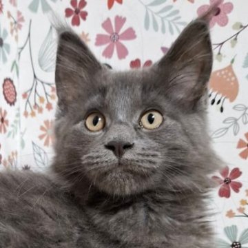 メインクーン【東京都・女の子・2025年7月15日・ブルー】の写真「綺麗なブルーの女の子」