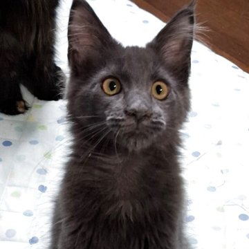 メインクーン【東京都・女の子・2025年4月1日・ブルーソリッド】の写真「とても綺麗な毛色です」