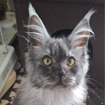 メインクーン【東京都・女の子・2024年8月4日・ブラック(ブルー?)スモーク】の写真「魅力的なスモークカラーの女の子です」