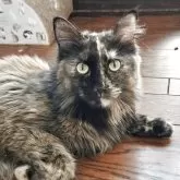 メインクーン【東京都・女の子・2024年8月4日・ブラックトーティ】の写真1