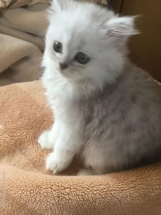 ID：2004-01877の子猫