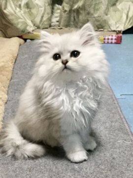 ペルシャ(チンチラ)【埼玉県・男の子・2018年11月21日・シルバーロング】の写真「優しいお顔で人が大好き」