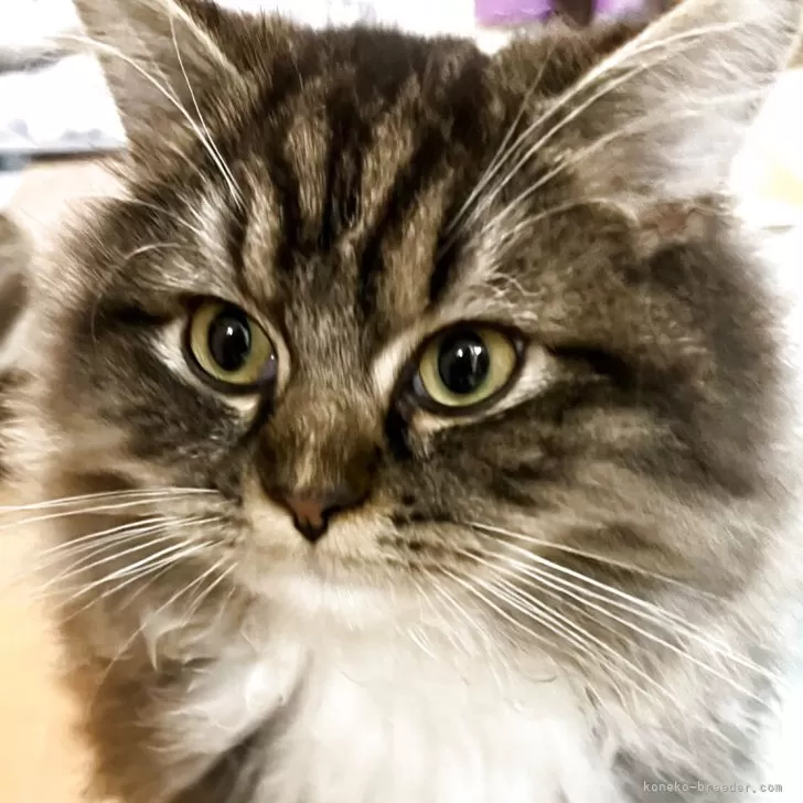 ラガマフィン【埼玉県・男の子・2025年7月1日・ブラウンタビーホワイト】の写真1