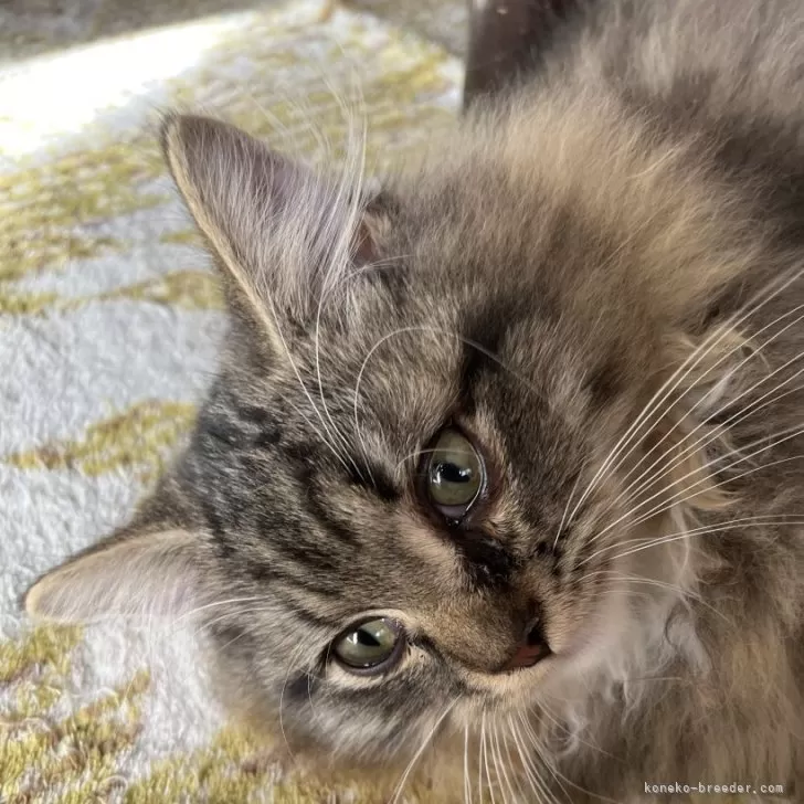 ラガマフィン【埼玉県・男の子・2025年7月1日・ブラウンタビーアンドホワイト】の写真1