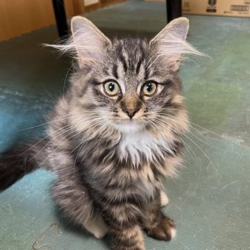 ラガマフィン【埼玉県・女の子・2025年7月1日・スモークシルバータビーホワイト（ロング）】の写真「個性的な猫が好きな方に」