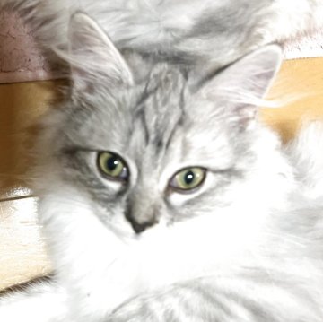 ラガマフィン【埼玉県・男の子・2025年7月1日・シルバータビー（ミディアム）】の写真「遊ぶのが大好きな甘えん坊」