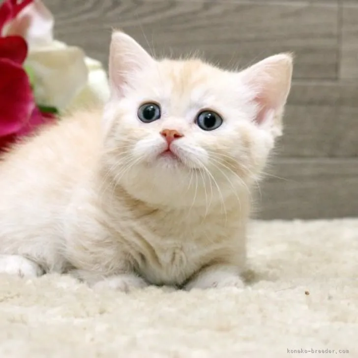 ID：2305-01837の子猫