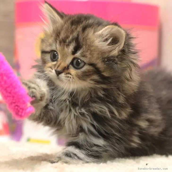 ID:2402-01090の子猫