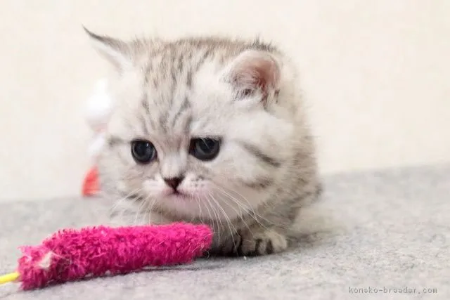 ID:1811-01043の子猫