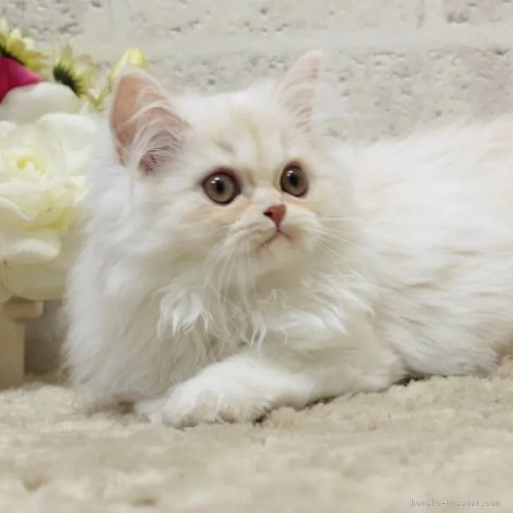 ID:2307-00780の子猫