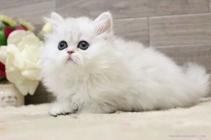 ID：2107-02354の子猫