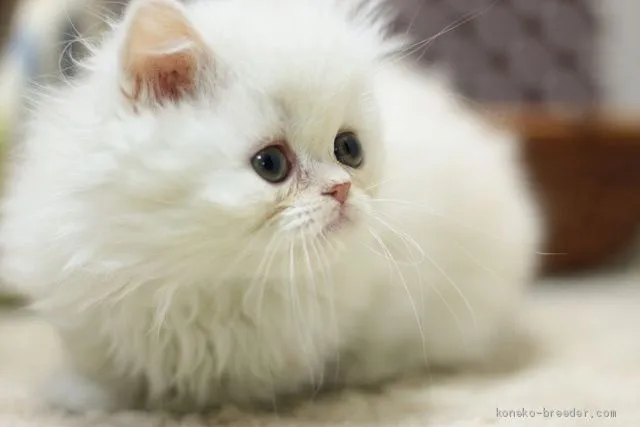 ID:1911-01837の子猫