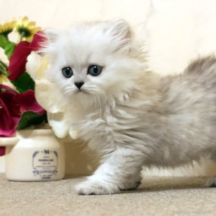 ID:2306-01311の子猫