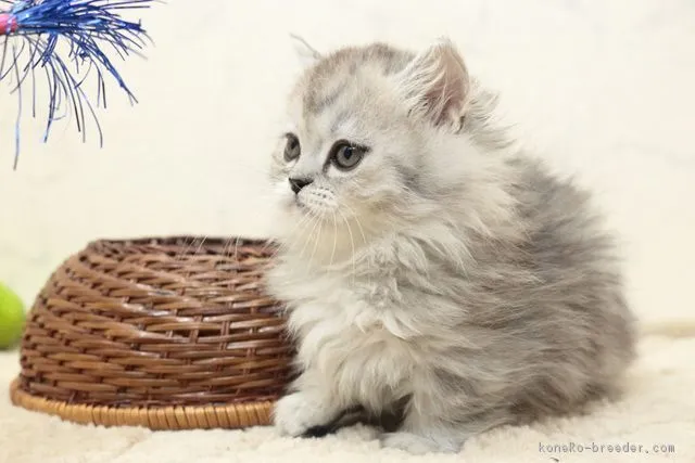 ID:1806-00632の子猫