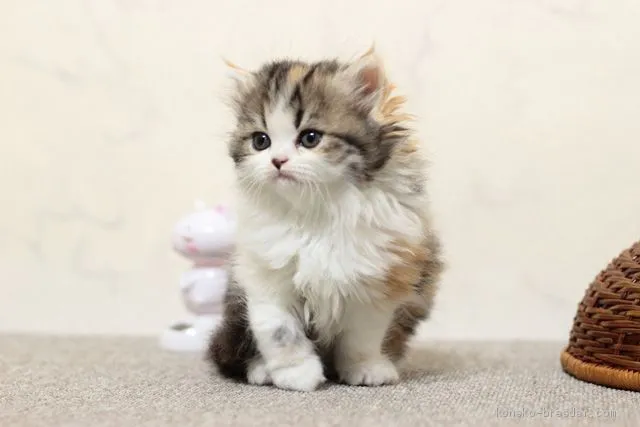 ID:1911-00118の子猫