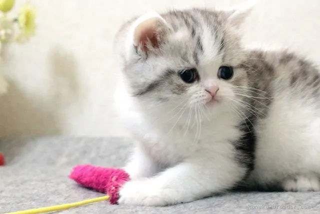 ID：1811-01040の子猫