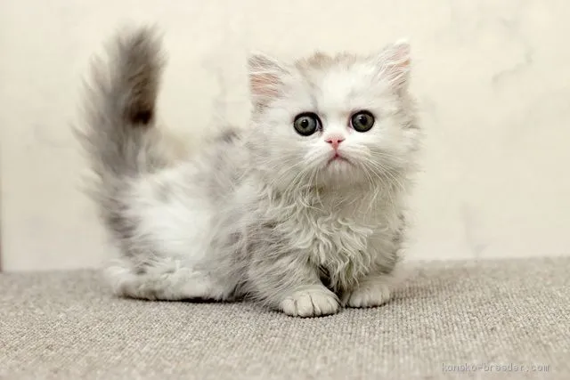 ID：1907-01649の子猫