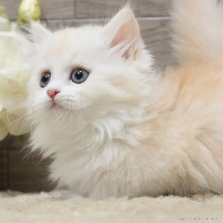 ID：2311-01447の子猫