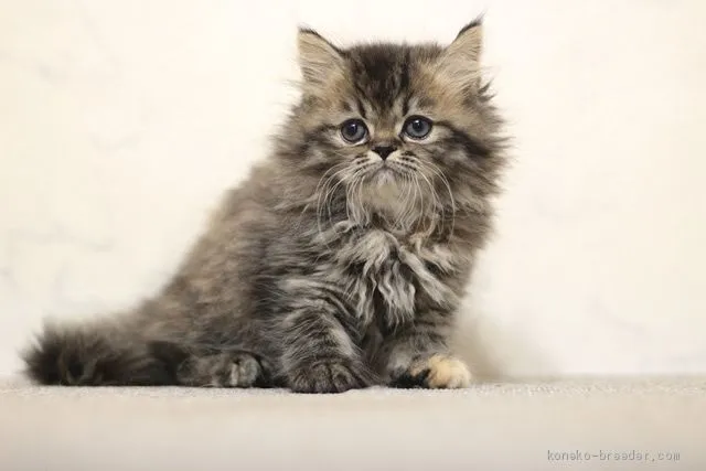 ID：1912-00022の子猫