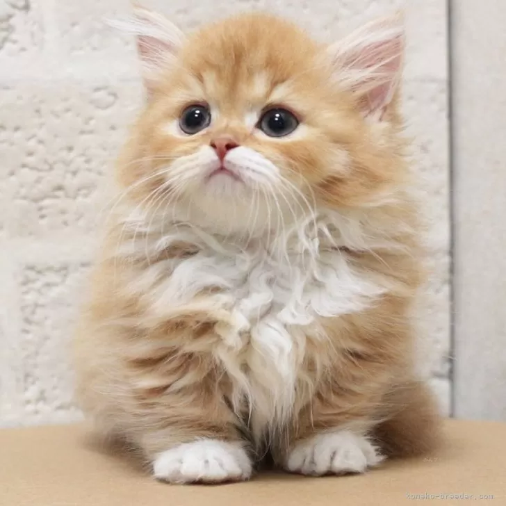 ID：2405-00627の子猫