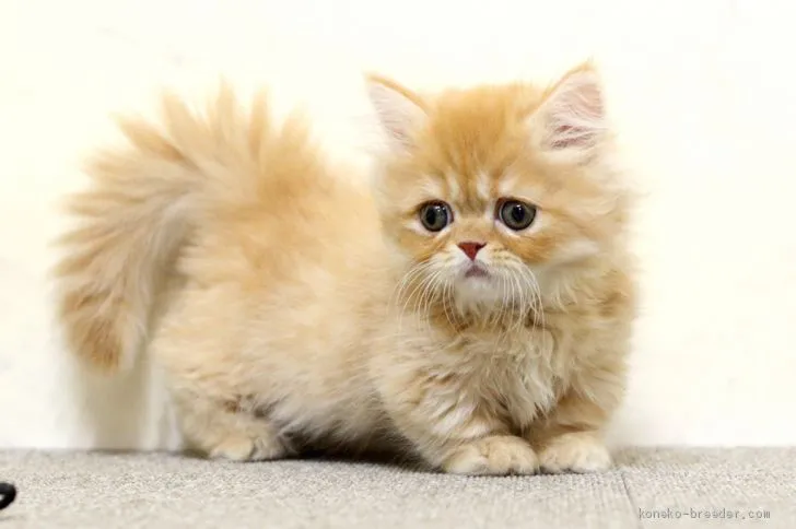 ID：2012-01305の子猫