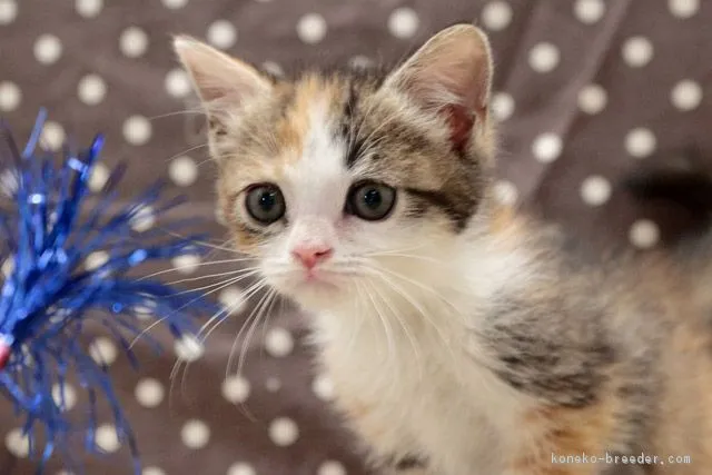 ID：1809-00129の子猫