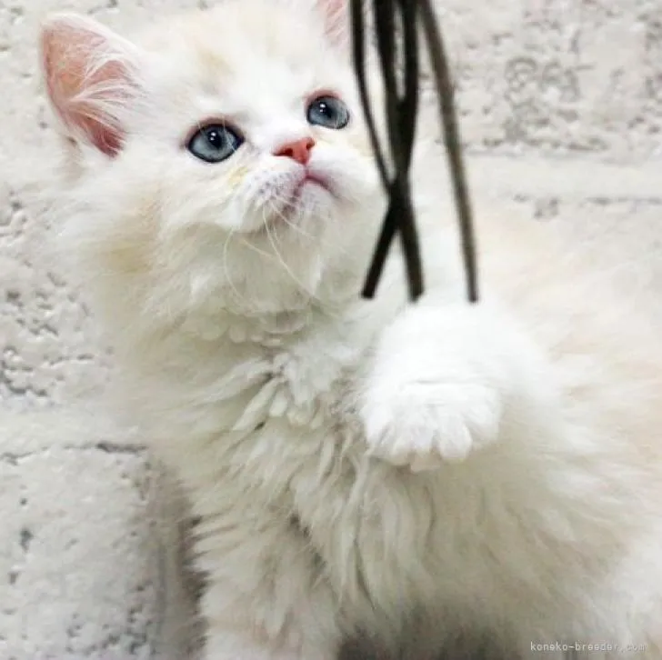 ID：2209-00069の子猫