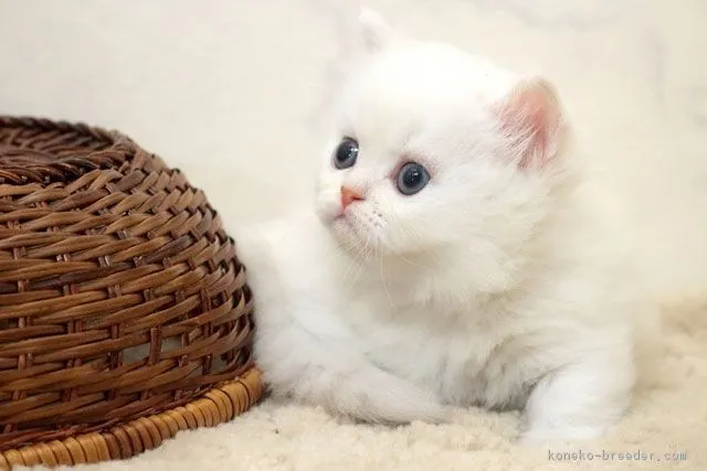 ID：1809-01256の子猫