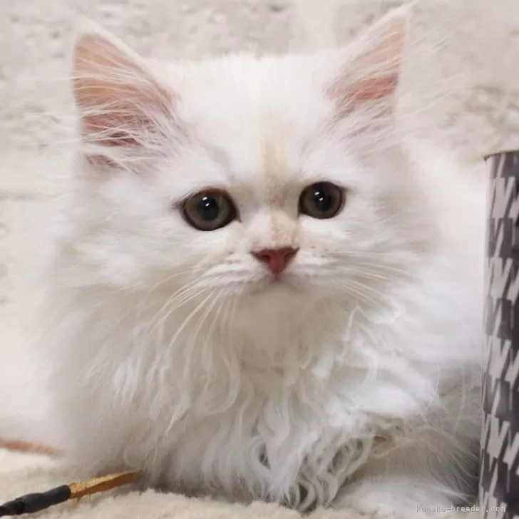 ID:2402-01092の子猫