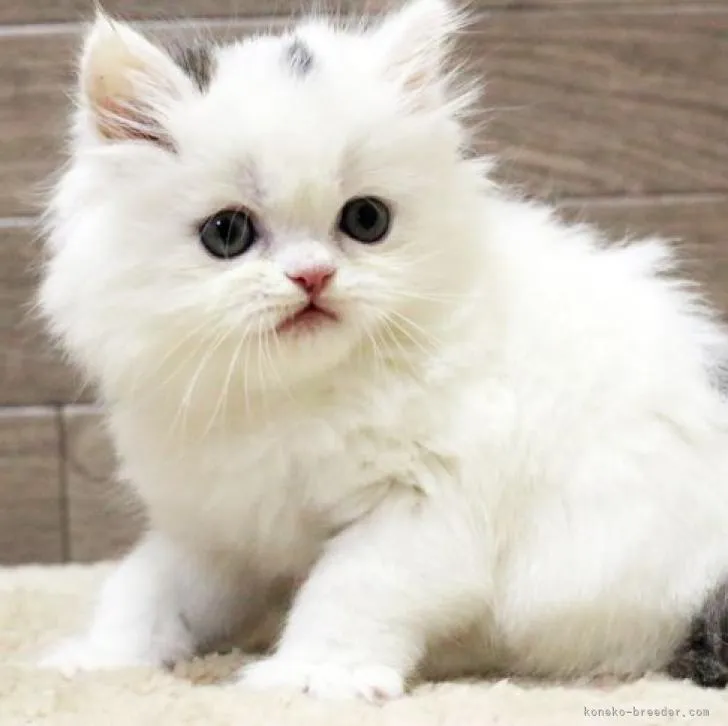 ID:2211-02839の子猫