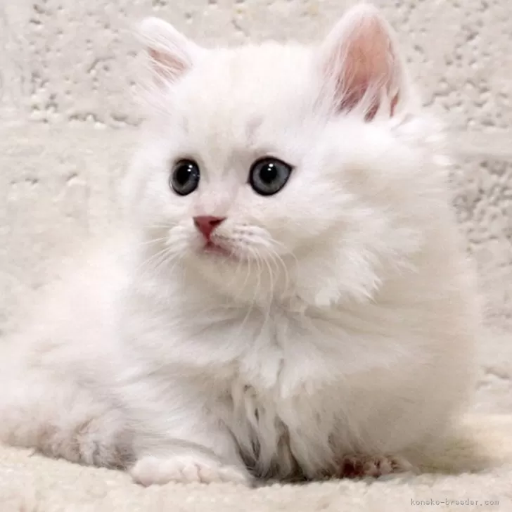 ID:2403-02670の子猫