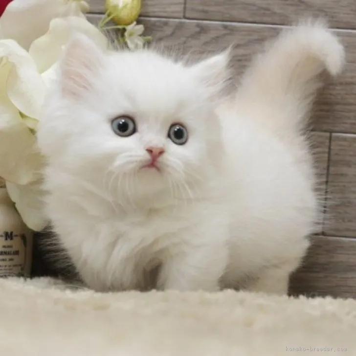 ID：2311-01253の子猫